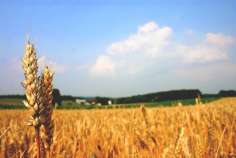 Аграрии Рязанской области приступили к севу яровых