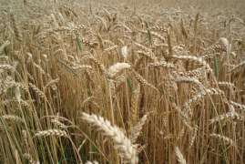 В Украине собрано более 14 млн тонн зерна