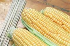 В 2015/16 МГ экспорт российской кукурузы может стать рекордным