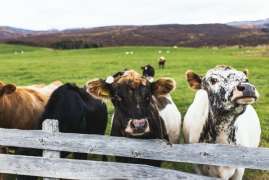 Белоруссия запретила ввоз скота из трех российских регионов из-за болезней