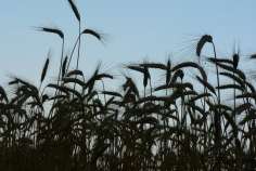 Пшеница не попала в Египет