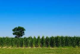 США продолжают активно сеять кукурузу и сою