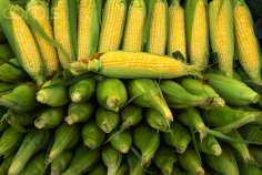 Сельхозпредприятия Кубани убрали на 1 ноября 2,3 млн га зерновых культур
