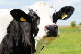 Объём реализации молока в сельхозорганизациях вырос на 3,3%