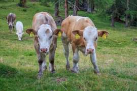 Карантин по лейкозу рогатого скота ввели на территории четырех омских поселений и ферм