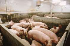 Тайские инвесторы хотят развивать свиноводство и сельхозпереработку на Кубани