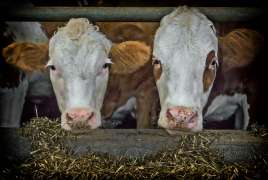 Три новые животноводческие фермы открылись в Удмуртии