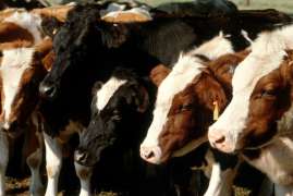 Фермеры Красноярского края планируют развивать мясное и молочное животноводство