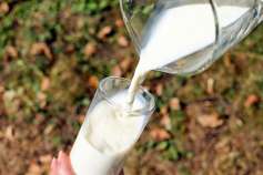 Минсельхоз выделит производителям молока субсидий меньше необходимого 