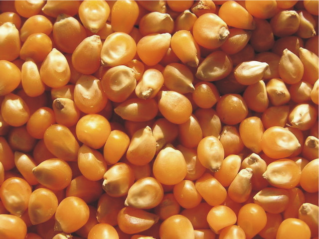 USDA ����������� ������ ������� �������� ������������ ������� � 2012/13 ��