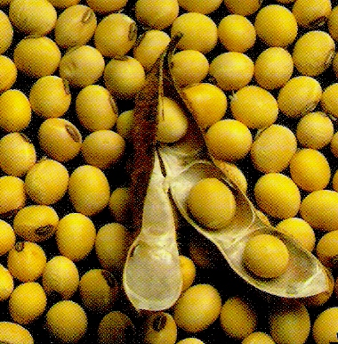 ������� ���������� Monsanto �� ��� ������������ � ����