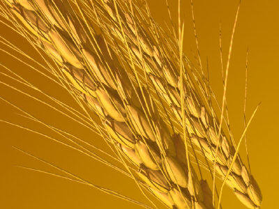 ����������� �������� Monsanto ������������ ������������ ������������� ��-������� 