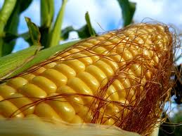 FAS USDA: ������ �������� � ��������� ���������� ��-�� ������������� �����������