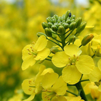 ������� ������������ ����� �������� �� 0,5 ���. ���� (USDA)