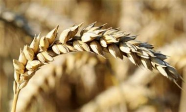 Monsanto ������ ������ � �������� ��-������ �������