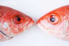 За 10 лет производство комбикормов для аквакультуры в России может вырасти в 5,7 раза